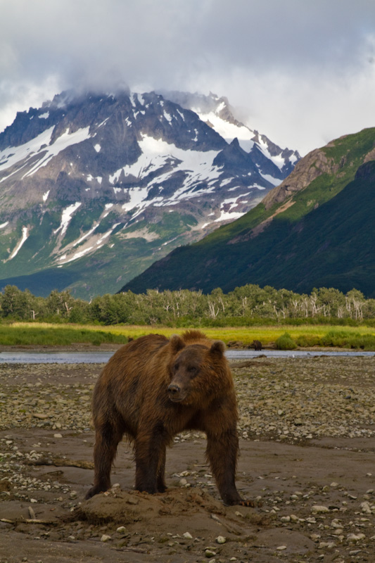 Grizzly Bear And Kejuik Mountains